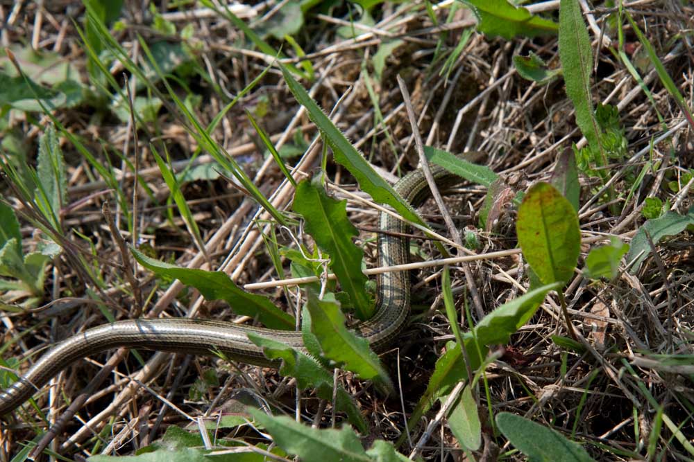 Chalcides chalcides ?